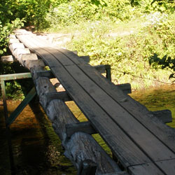 path through the swampy area