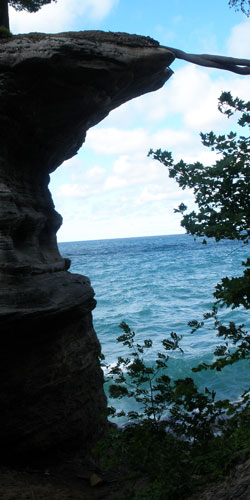 a tree growing on chapel rock which has roots growing back to the main land